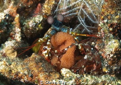 Mantis shrimp with eggs by Steve Clay 